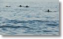 dolphin_pilots_0018.jpg
