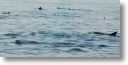 dolphin_pilots_0019.jpg