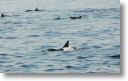 dolphin_pilots_0020.jpg