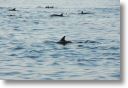dolphin_pilots_0021.jpg
