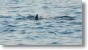 dolphin_pilots_0022.jpg