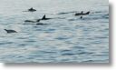 dolphin_pilots_0023.jpg