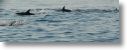dolphin_pilots_0024.jpg