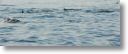 dolphin_pilots_0025.jpg