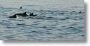 dolphin_pilots_0026.jpg