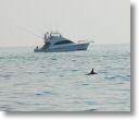 dolphin_pilots_0027.jpg