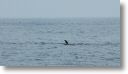 dolphin_pilots_0028.jpg