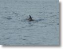 dolphin_pilots_0029.jpg