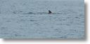 dolphin_pilots_0030.jpg