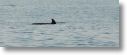dolphin_pilots_0031.jpg