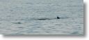 dolphin_pilots_0032.jpg