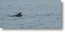 dolphin_pilots_0033.jpg
