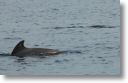 dolphin_pilots_0034.jpg