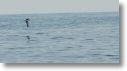 dolphin_pilots_0036.jpg