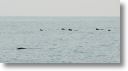 dolphin_pilots_0037.jpg