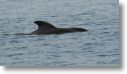 dolphin_pilots_0038.jpg
