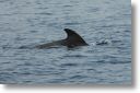 dolphin_pilots_0039.jpg