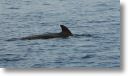 dolphin_pilots_0040.jpg