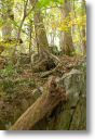 GreatFallsVA0164.jpg