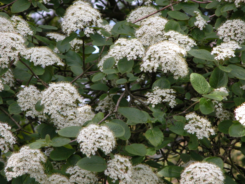 macro-flora_024.jpg