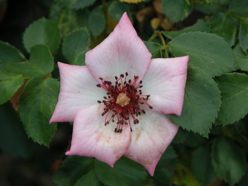 macro-flora_088.jpg