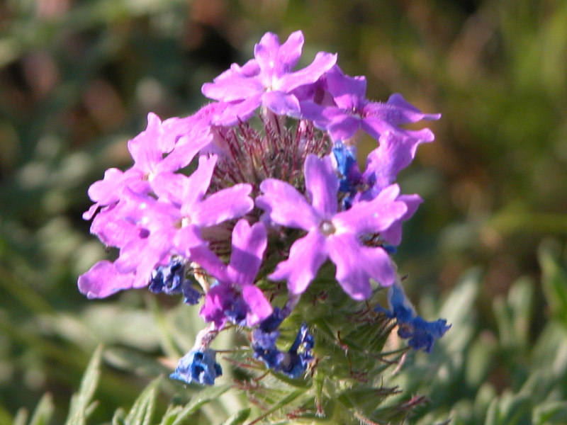 macro-flora_097.jpg