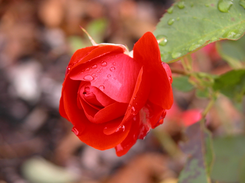 macro-flora_189.jpg