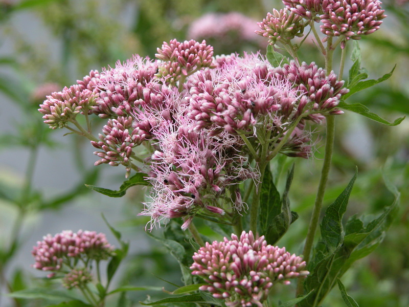 macro-flora_199.jpg