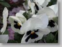 macro-flora_008.jpg