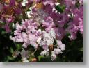 macro-flora_119.jpg