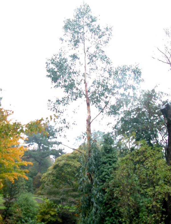 notts-arb117.jpg