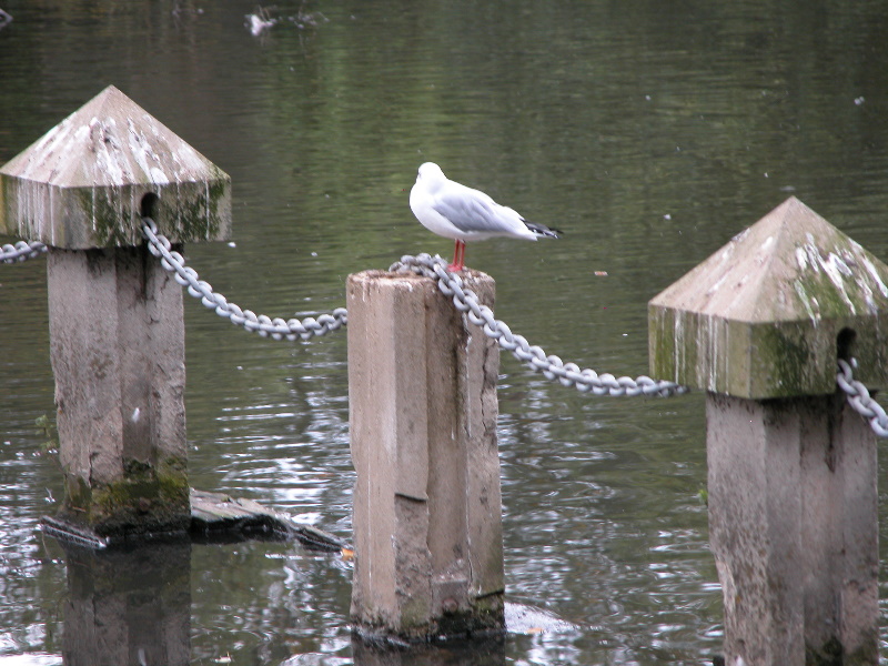 nottunilake098.jpg